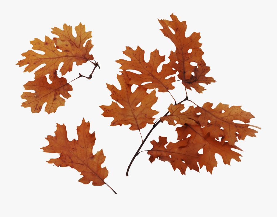 Pile Of Fall Leaves Clipart, Transparent Clipart
