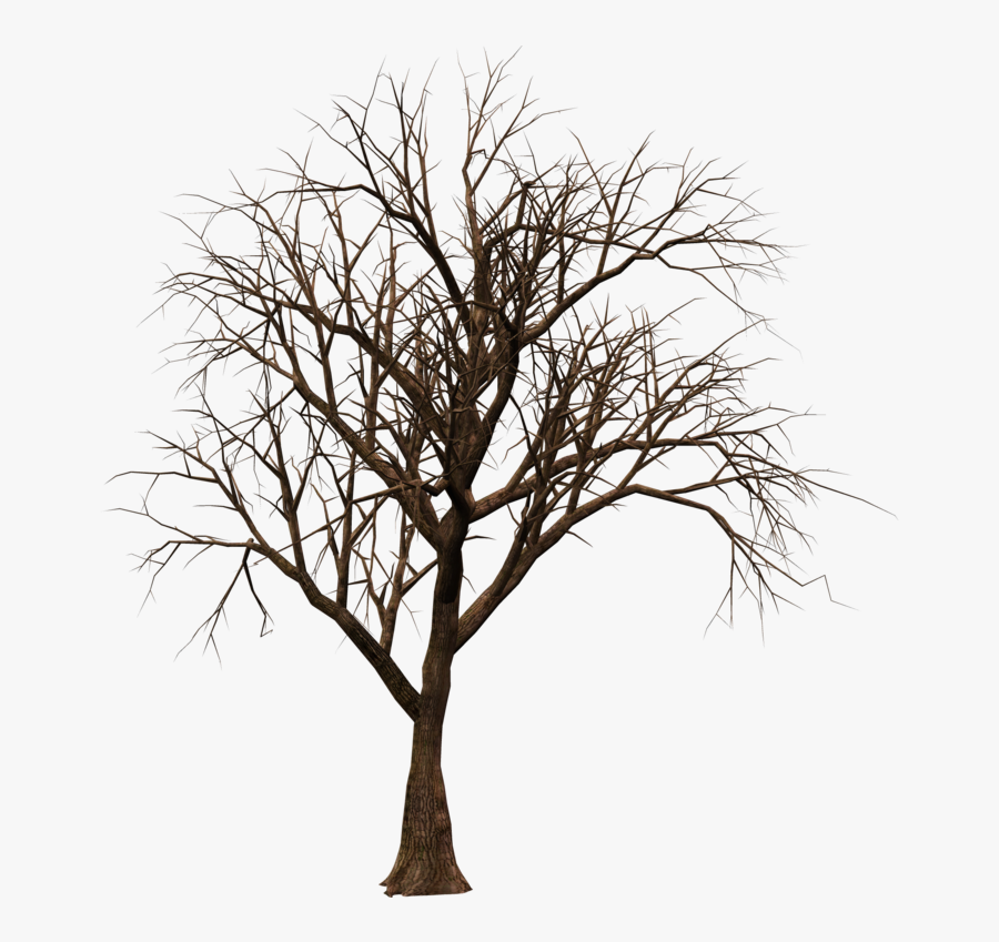 Transparent Forest Clipart Backgrounds - Dry Tree Png, Transparent Clipart