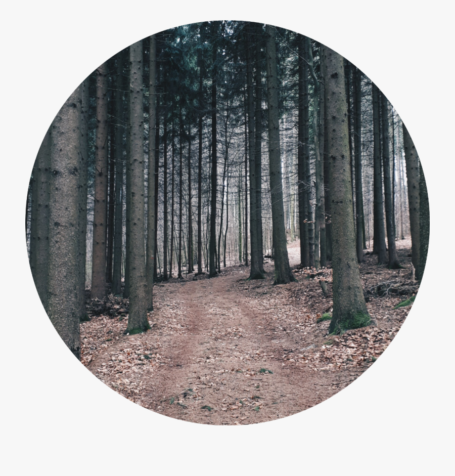 #background #sad #depression #trees #forest - Grove, Transparent Clipart