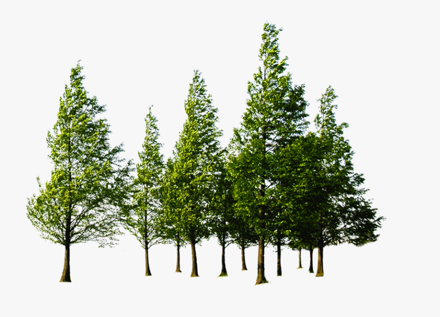 Forest High Quality Png - Forest Png, Transparent Clipart