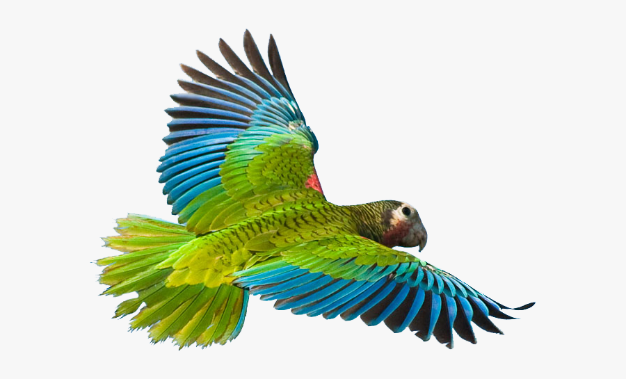Flying Parrot Png, Transparent Clipart