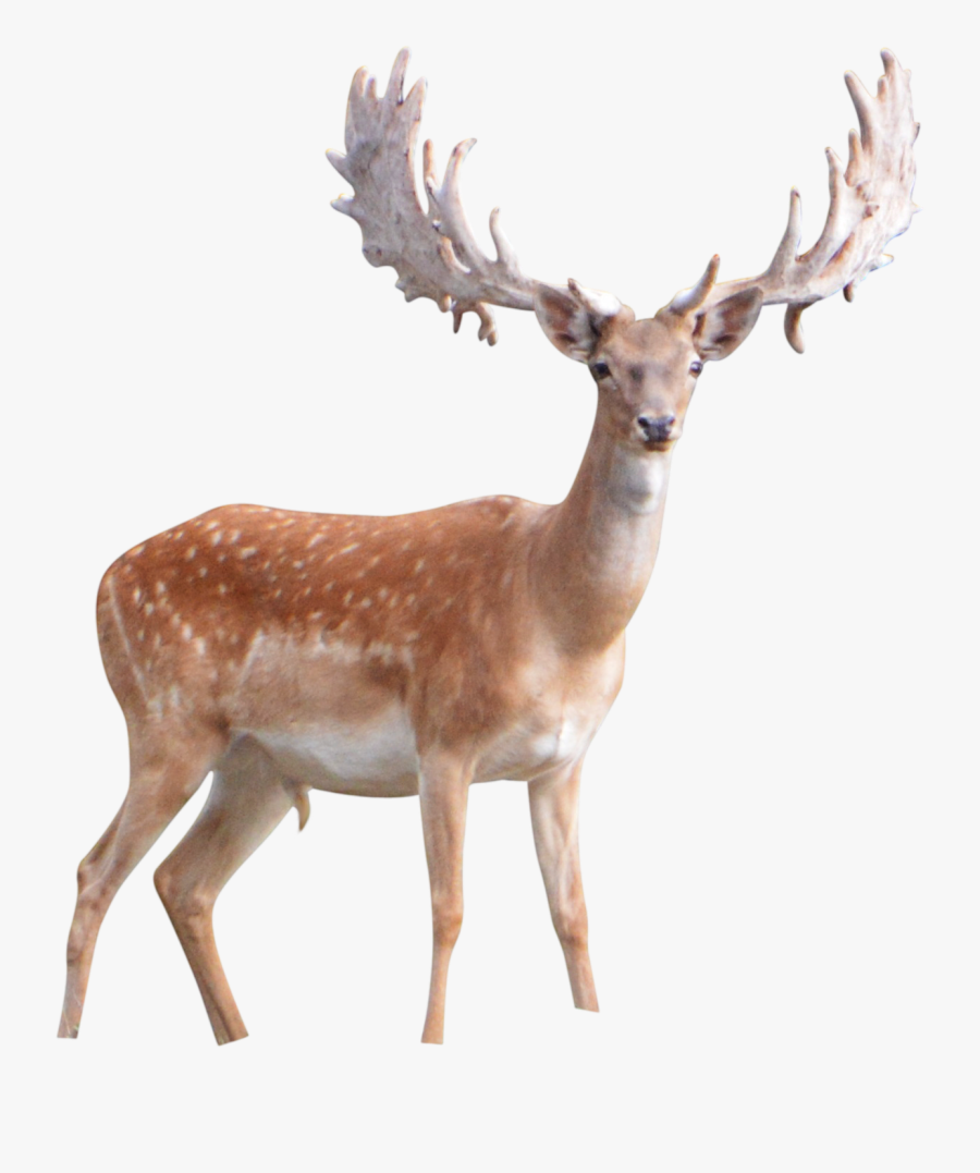 Winter Deer Png, Transparent Clipart