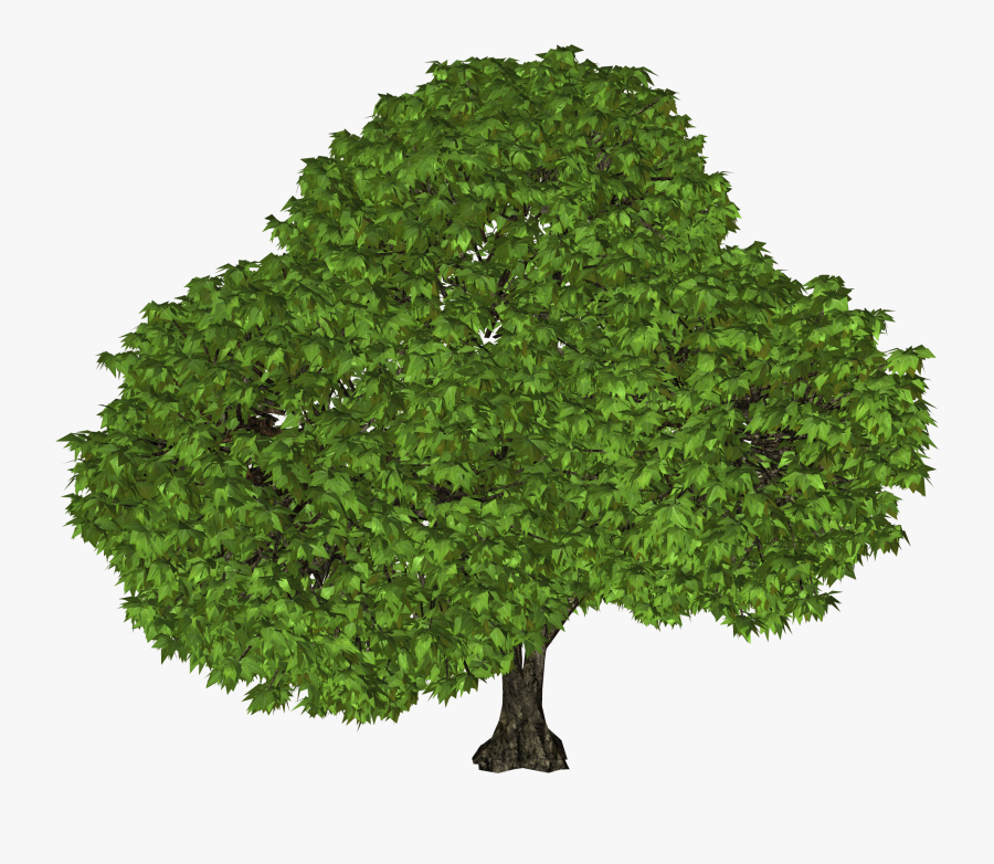 Png Gallery Images With - Black Walnut Tree, Transparent Clipart