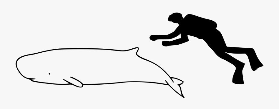 Clipart Whale Sperm Whale - Pygmy Sperm Whale Size, Transparent Clipart