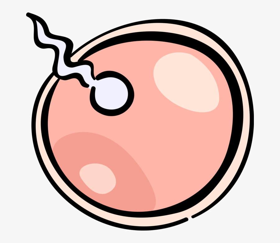 Vector Illustration Of Human Reproduction Sperm Fertilizing - Egg And Sperm Png, Transparent Clipart