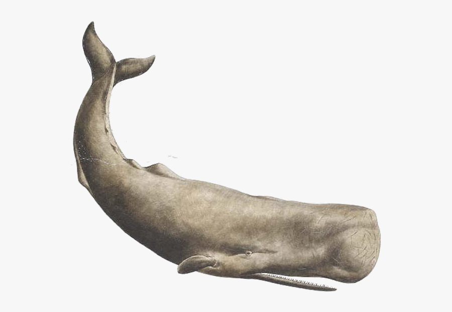 Clipart Whale Sperm Whale - Sperm Whale Tattoo, Transparent Clipart