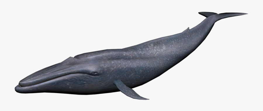 Clipart Whale Sperm Whale - Blue Whale Transparent Background, Transparent Clipart