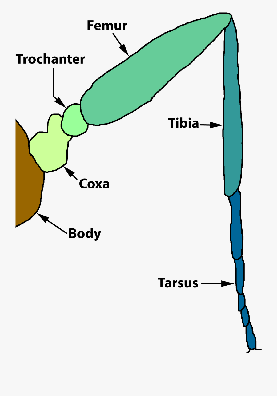Sperm Diagram - Pindli Meaning In Urdu, Transparent Clipart