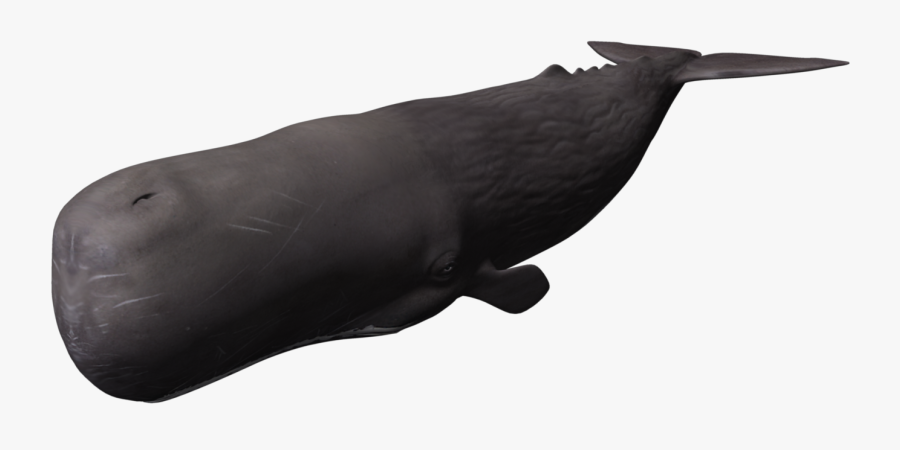 Clipart Whale Bowhead Whale - 3d Whale Png, Transparent Clipart