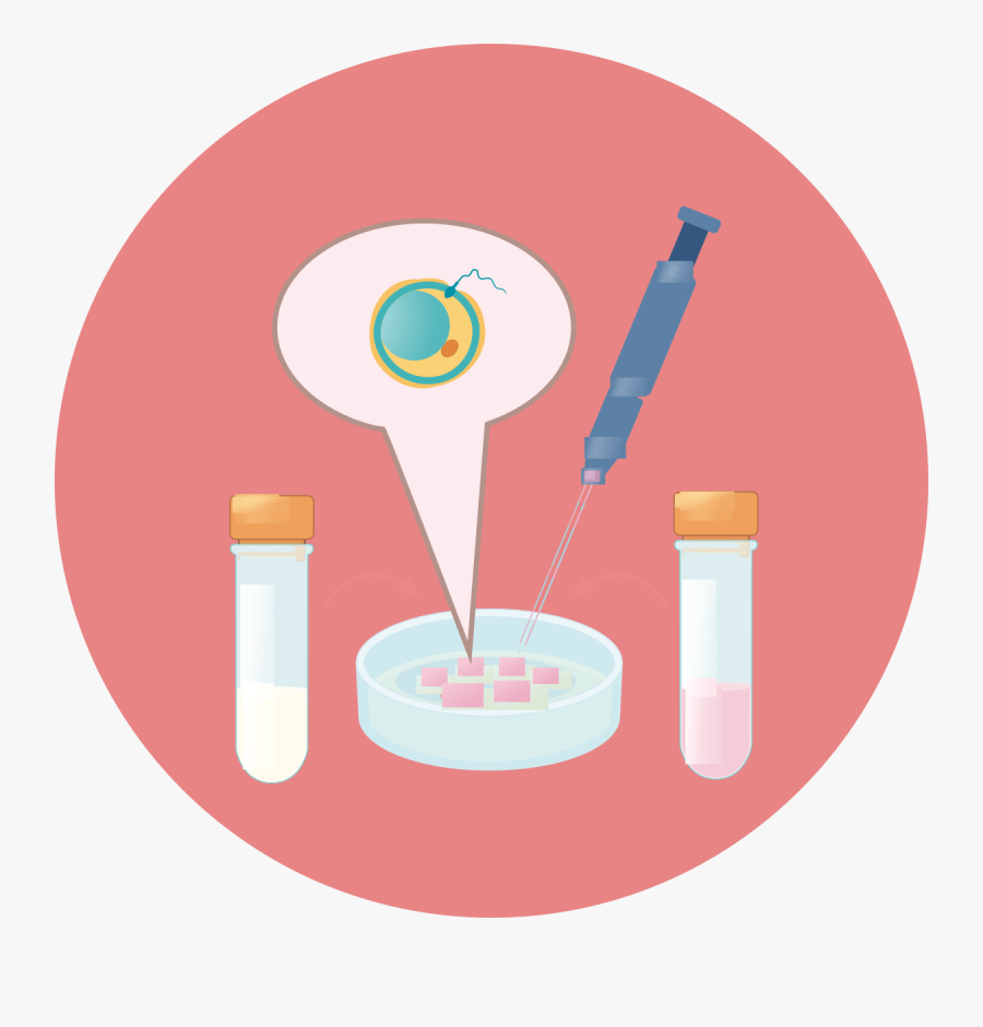 Ivf Process Fertilisation, Transparent Clipart