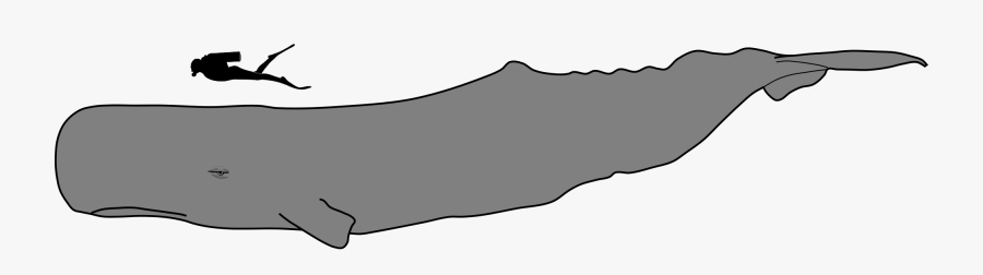 Sperm Whale Vs Human, Transparent Clipart
