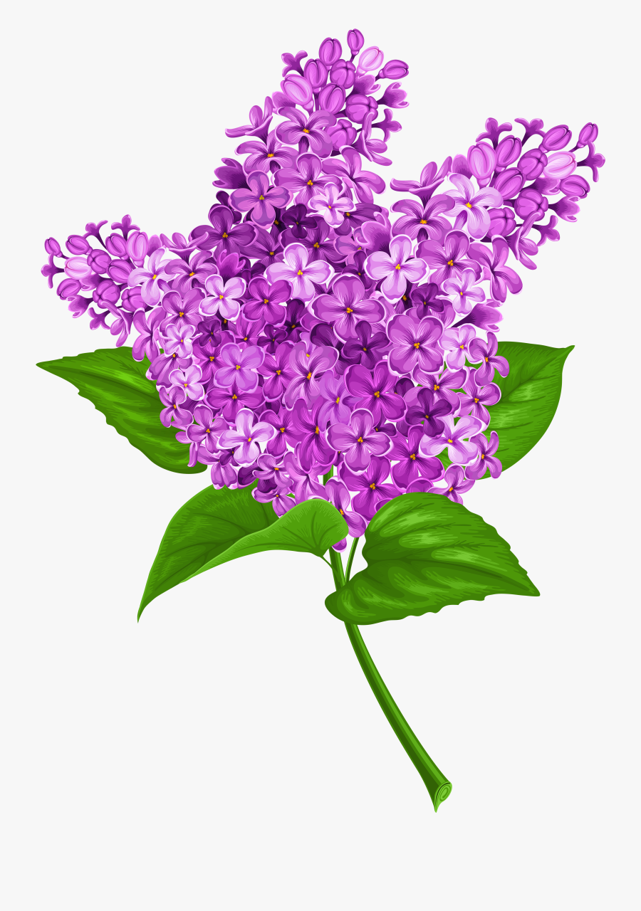 Free Lilac Clipart - Lilac Png, Transparent Clipart
