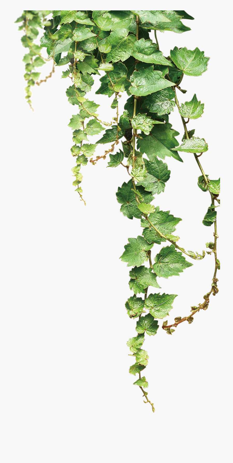 Te No Shelf Vines Illustration Ha Stock Clipart - Transparent Background Vine Png, Transparent Clipart