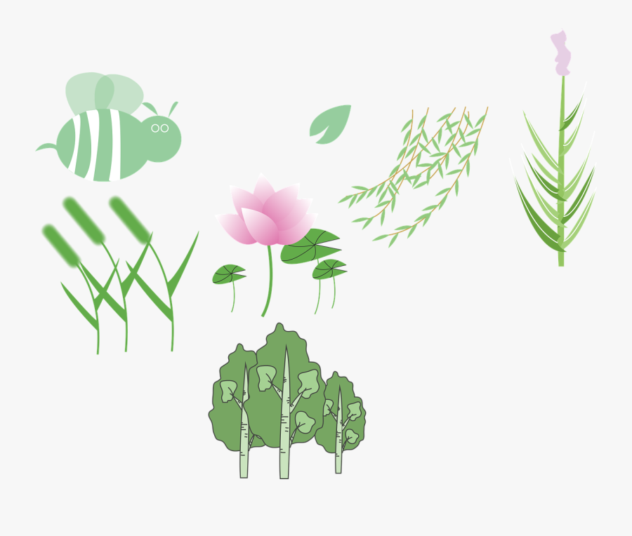 Plant,lotus,wicker,free Vector Graphics,free Pictures, - Stock.xchng, Transparent Clipart