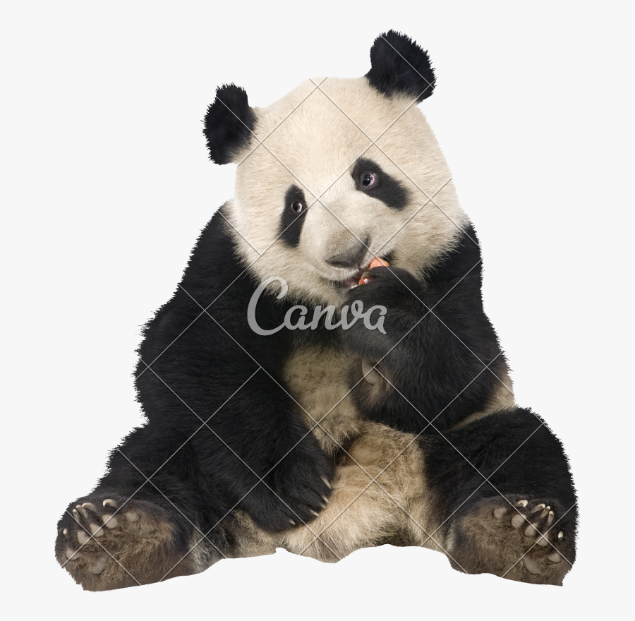 Clip Art Panda Bear Image - Panda Bear Sitting, Transparent Clipart