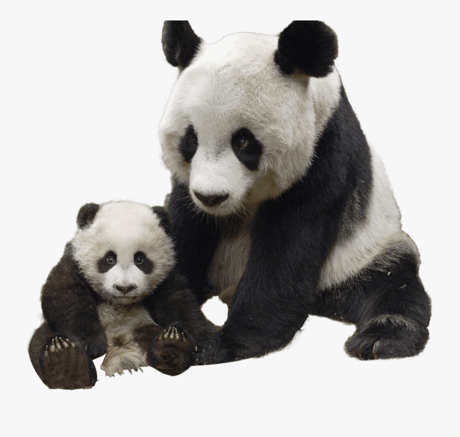 Clip Art Y Su Beb Png - Happy Birthday Baby Panda, Transparent Clipart