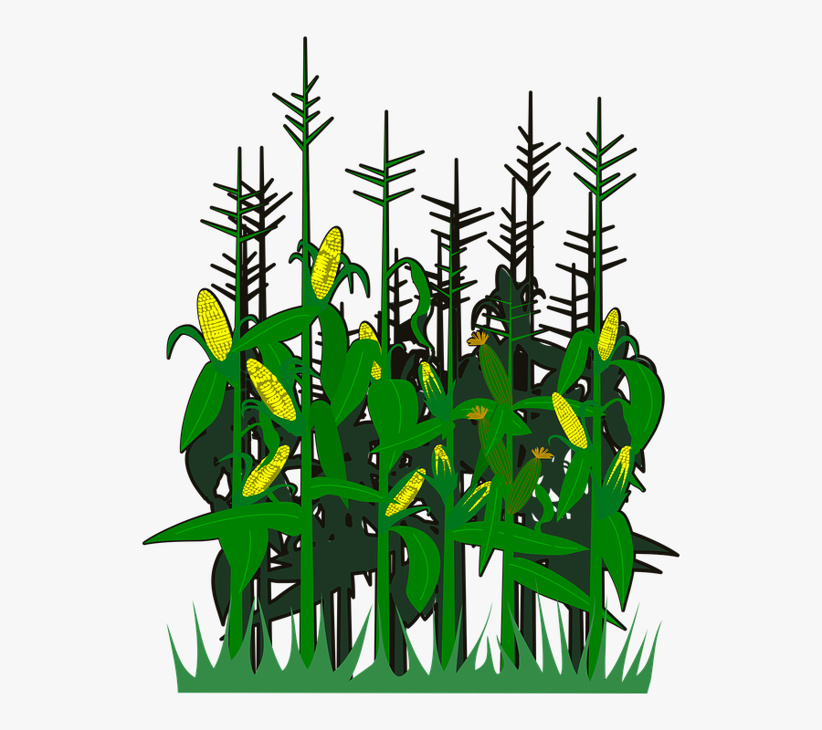 Pohon Jagung Vector Png Clipart , Png Download - Pohon Jagung Png, Transparent Clipart