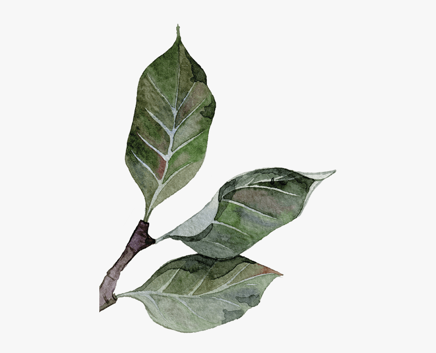 Tree, Transparent Clipart