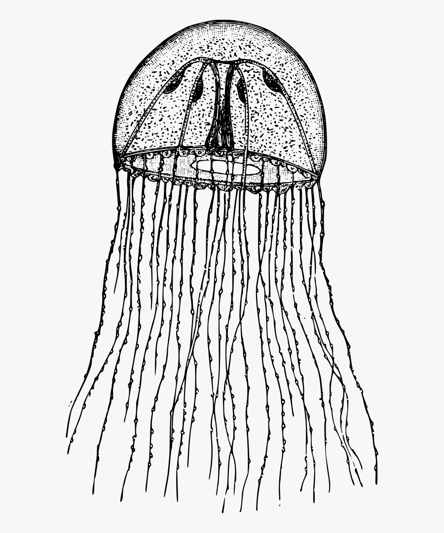 Cnidaria Black And White, Transparent Clipart