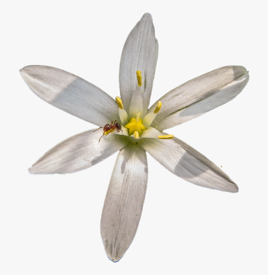 Star Of Bethlehem With Ant Png By Bunny With Camera - Saffron Crocus, Transparent Clipart