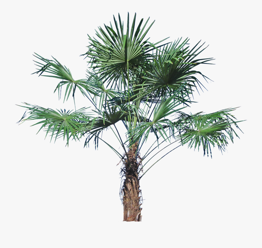 Clip Art Backyard Builder Windmill - Sabal Palmetto, Transparent Clipart