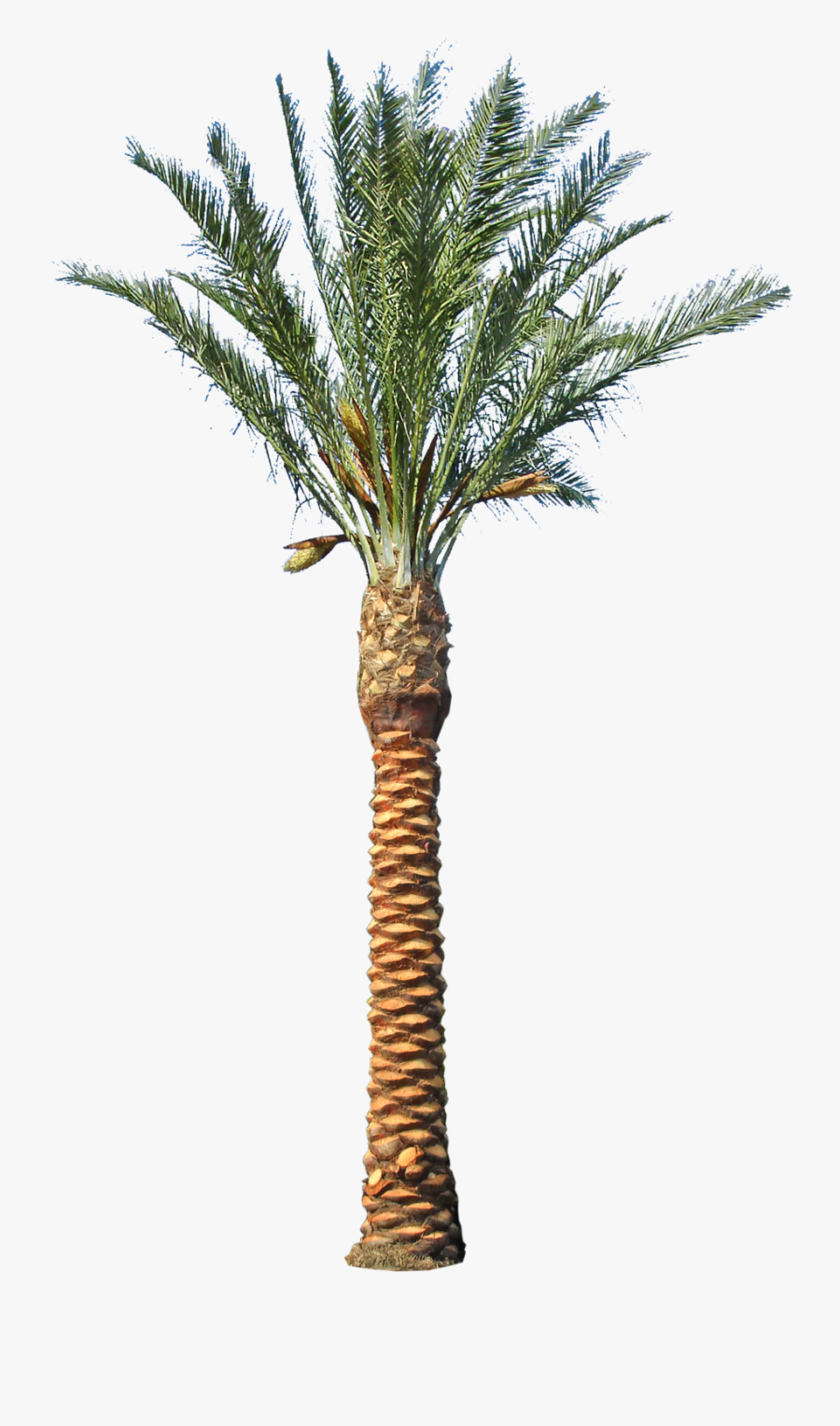 Date Palm Tree Transparent Clipart , Png Download - Fertilizer Of Date Plant, Transparent Clipart