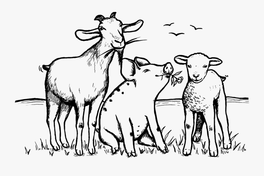 Spring Farm Sanctuary Rescue, Rehabilitate,dvocate - Spring Farm Sanctuary, Transparent Clipart