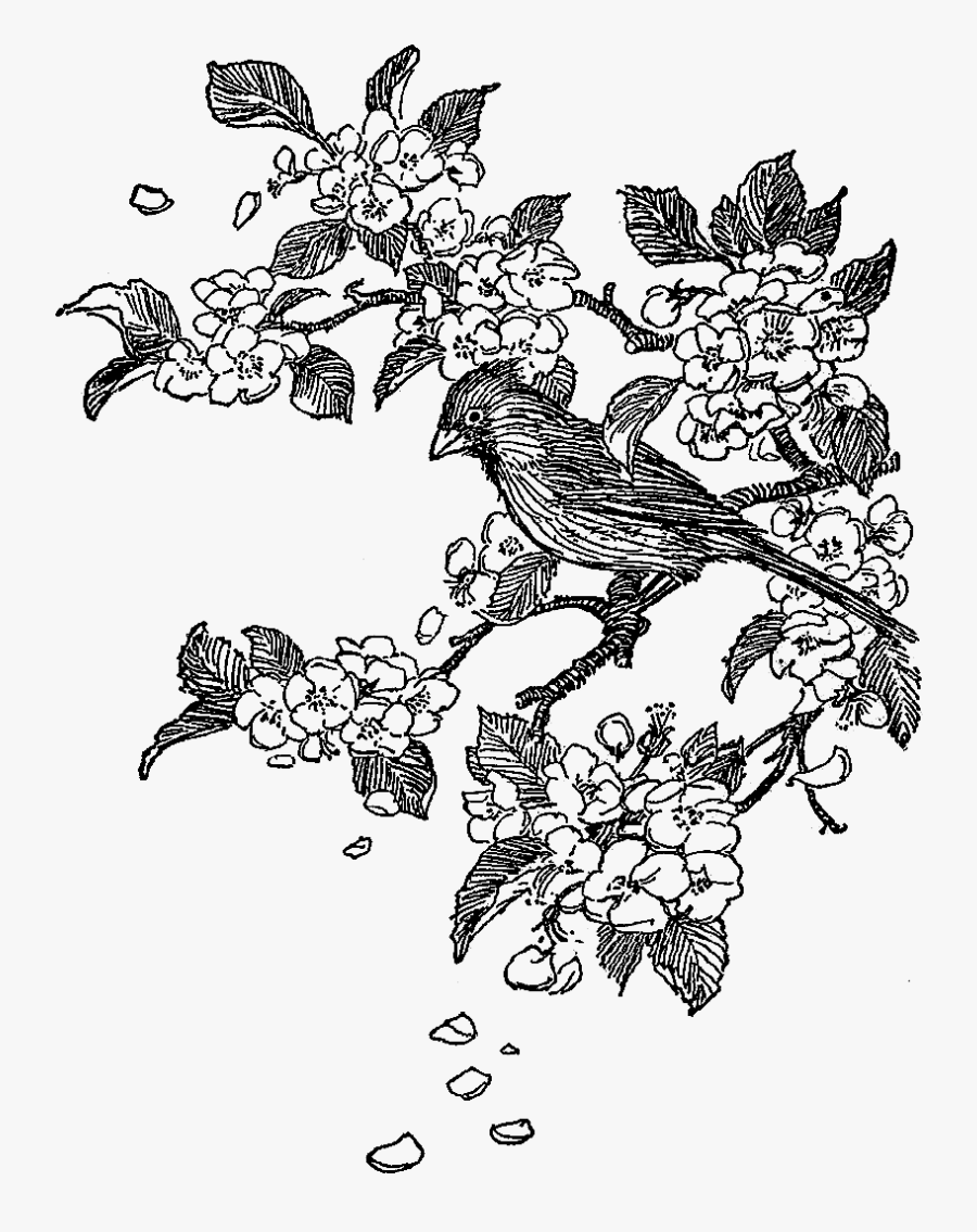 Line Art, Transparent Clipart