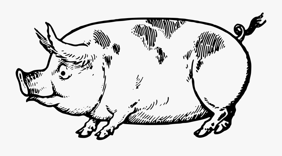 Cute Vintage Pig Clip Art & Stock Vector - Eg Lutz Drawing Made Easy, Transparent Clipart