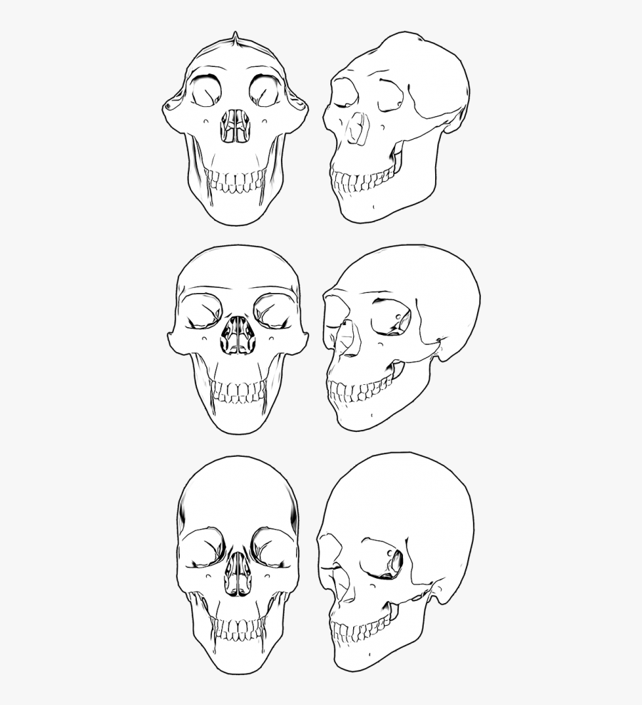Skull Skulls Skeleton - Skull, Transparent Clipart