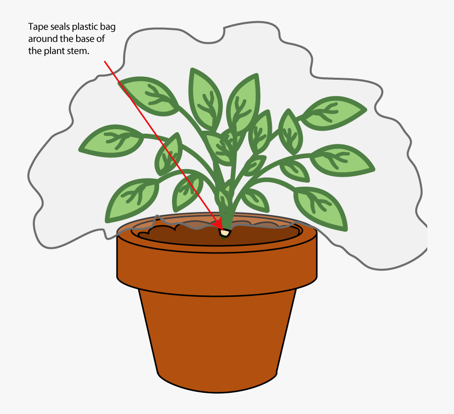 Transpiration Experiment, Transparent Clipart