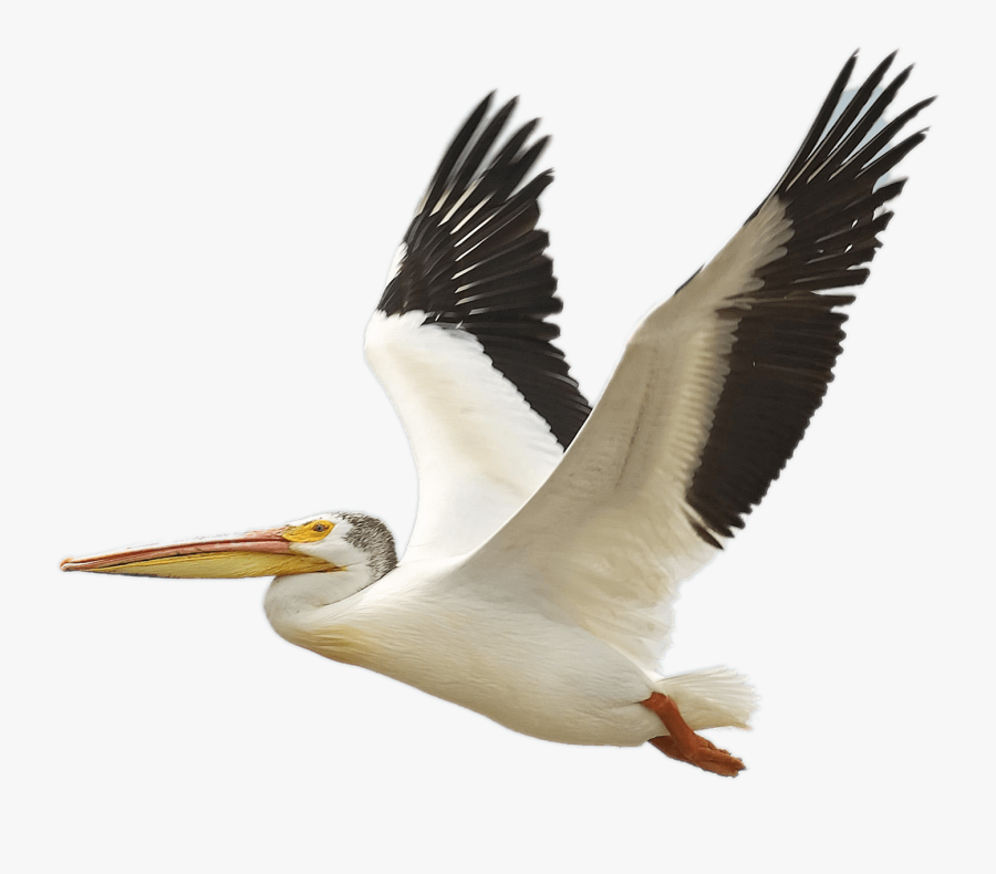 Pelican Clipart Transparent - Flying Birds In America, Transparent Clipart