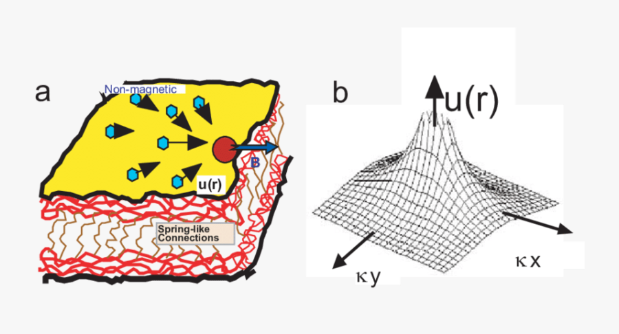 For The Measurement Of The Range Of The Elastic Strain - Drawing, Transparent Clipart
