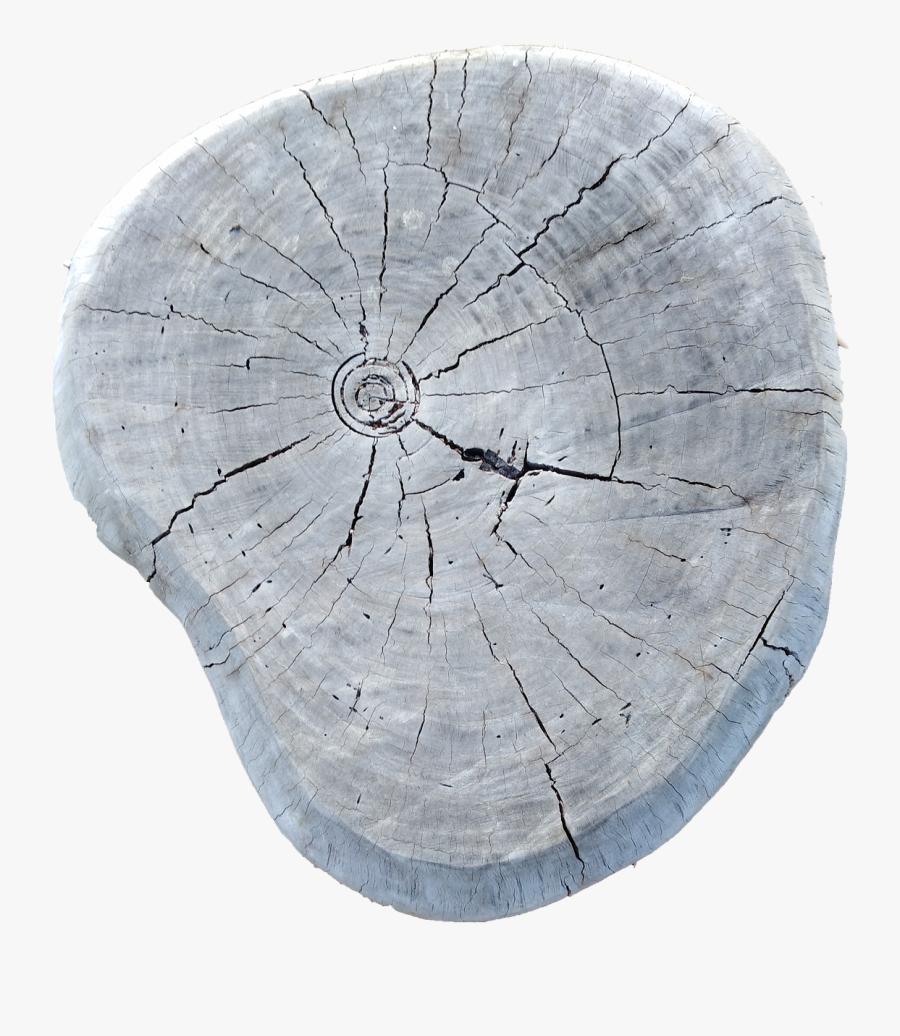 Transparent Wood Grain Texture Png - Tree Stump, Transparent Clipart