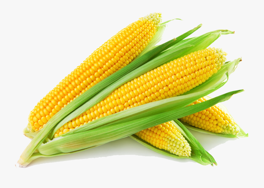Sweet Corn - Maize Png, Transparent Clipart