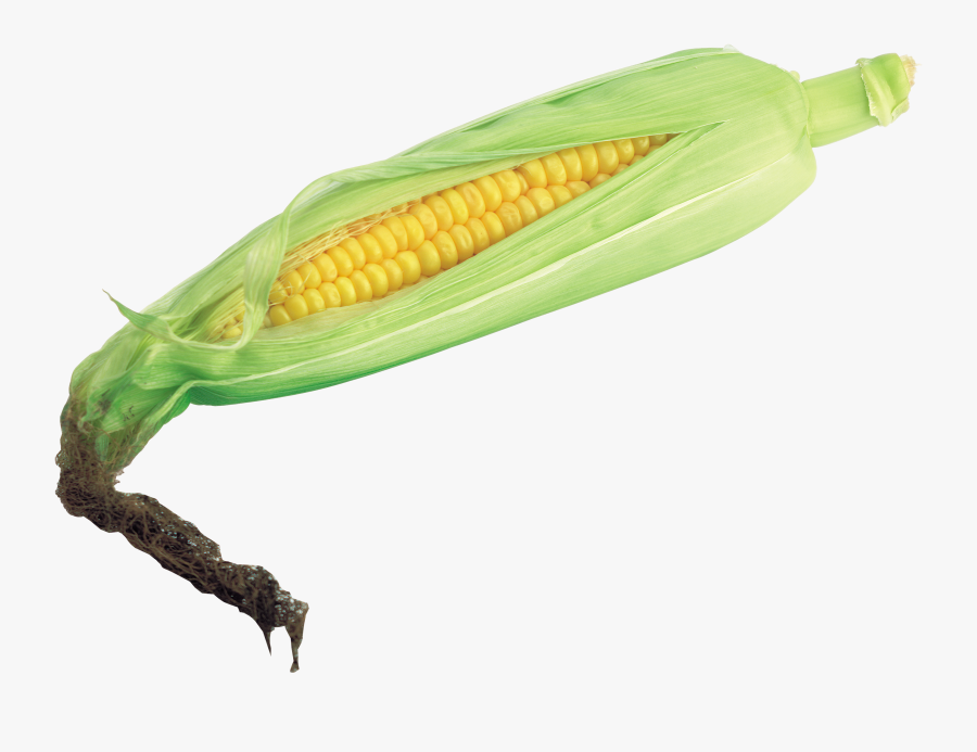 Transparent Background Corn - Corn With No Background, Transparent Clipart