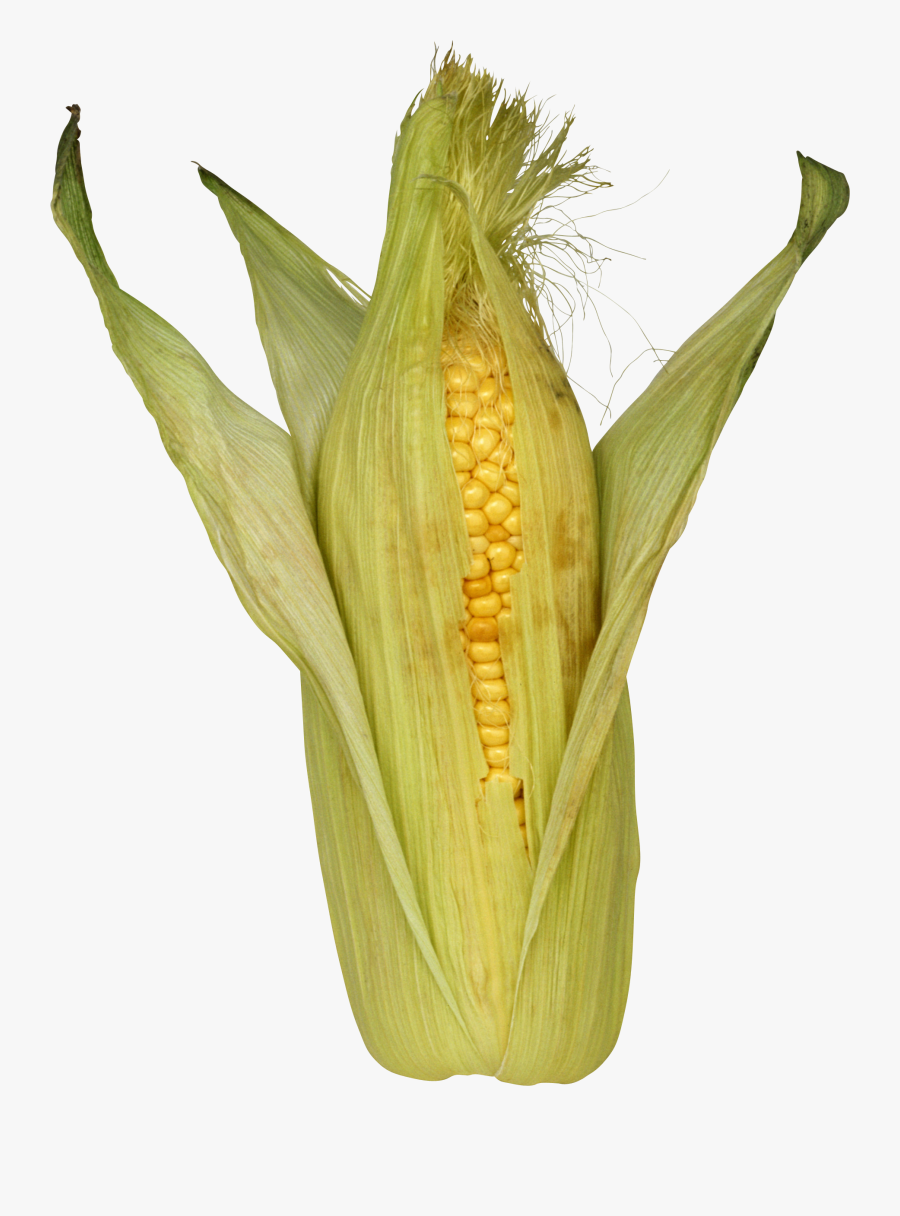 Corn Png Images Download - Початок Кукурузы Png, Transparent Clipart