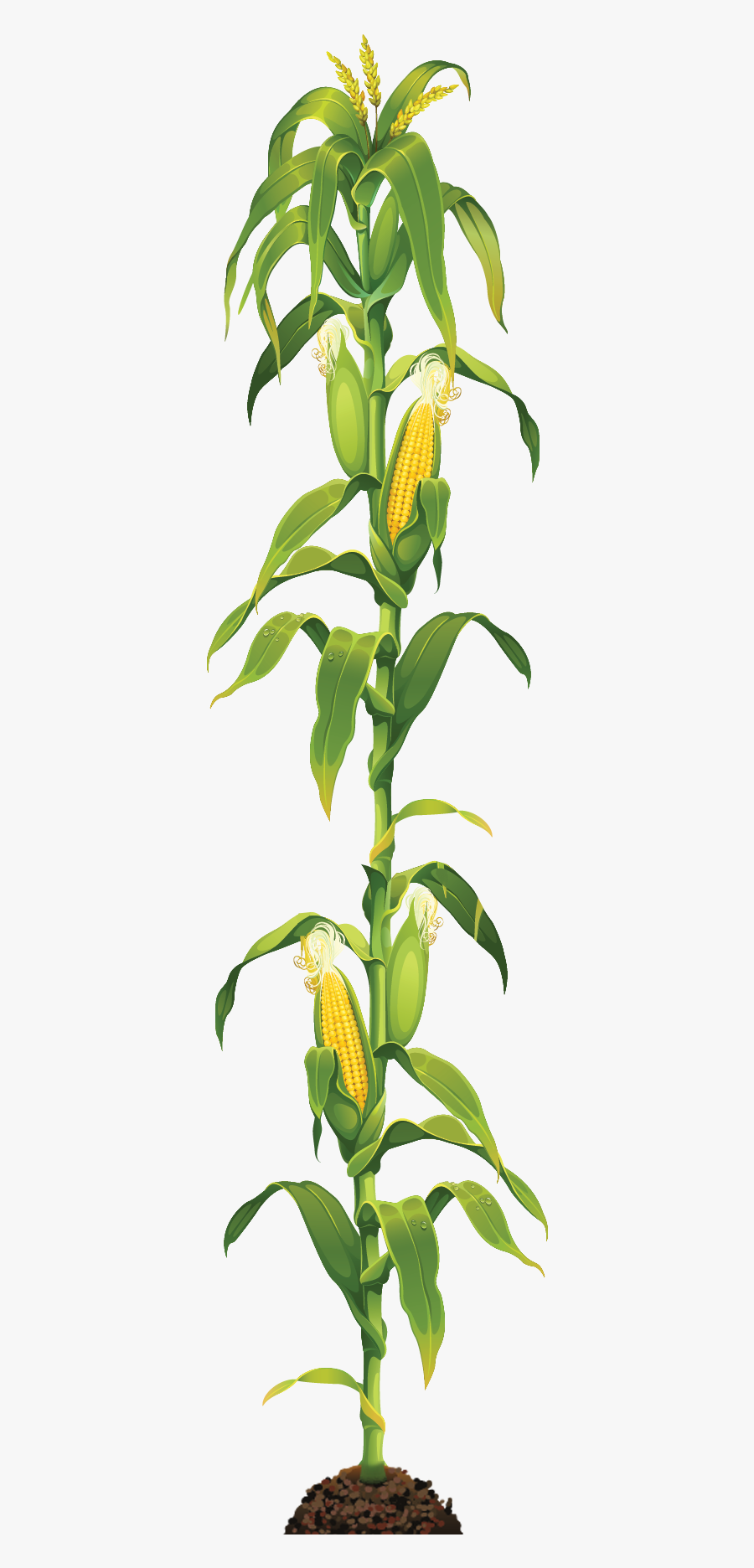 Corn On The Cob Maize Caramel Corn Clip Art - Transparent Corn Stalk, Transparent Clipart