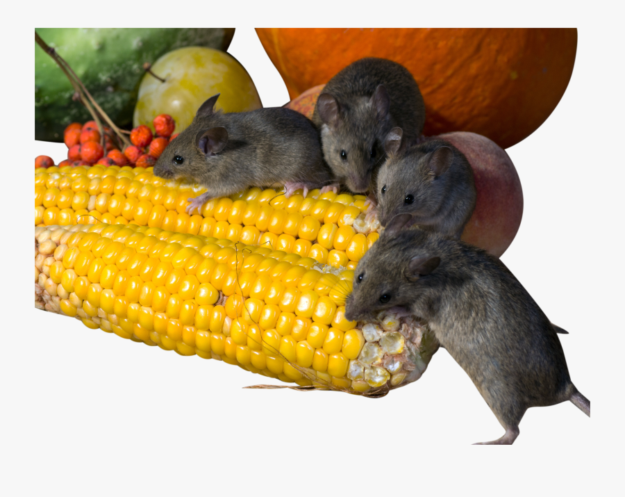 Rats Eating Corn Png Image - Rats Png, Transparent Clipart