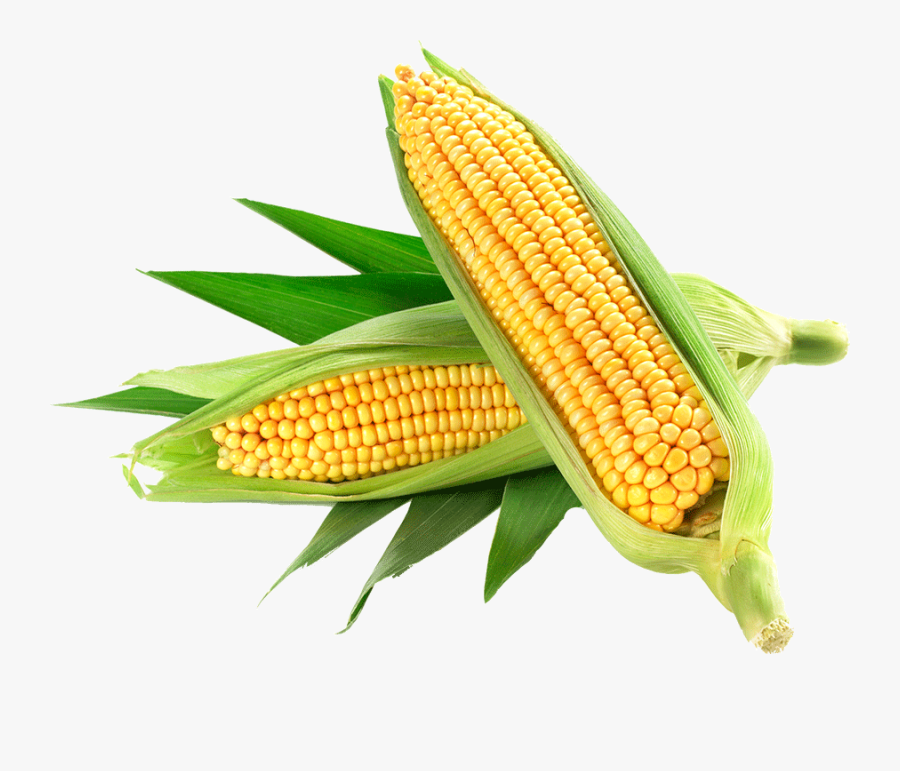 Corn Only Organic - Corn Hd Png, Transparent Clipart