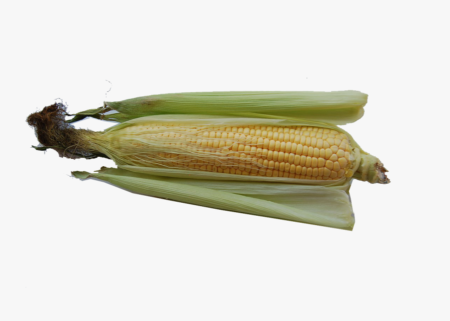 Corn On The Cob, Transparent Clipart