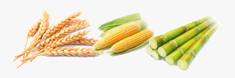 Wheat Corn Rice Barley Millet Flat Design Vector - Transparent Background Wheat Transparent, Transparent Clipart