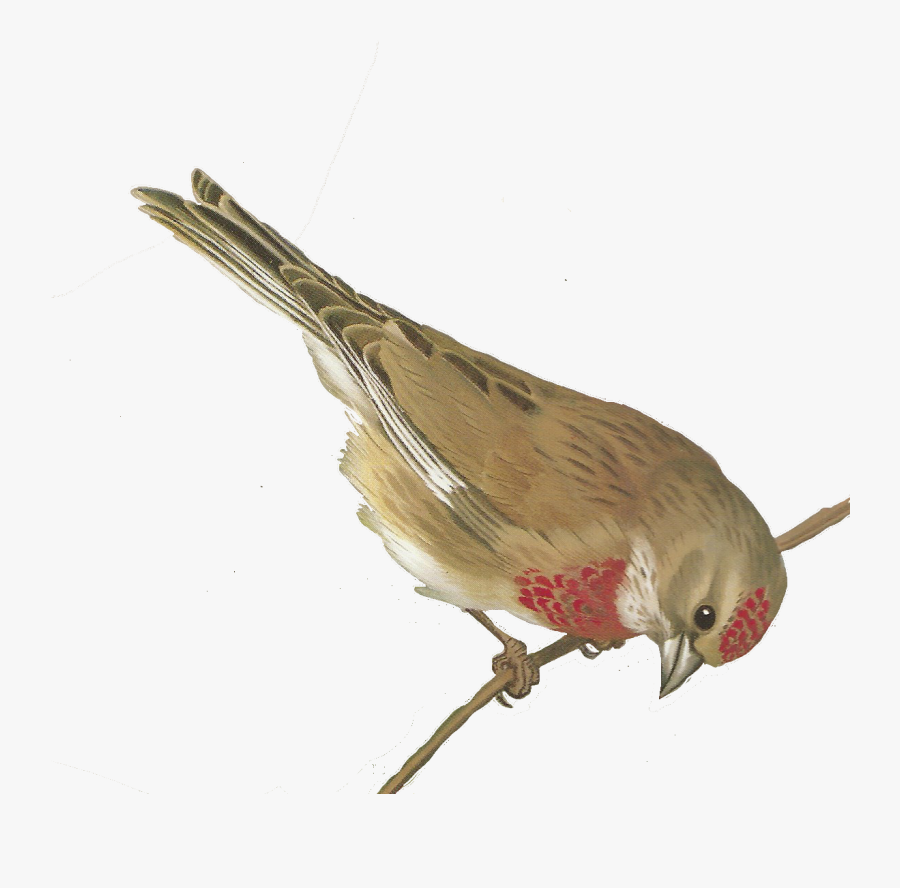 Vintage Bird Free Clipart - Free Vintage Birds Printable, Transparent Clipart