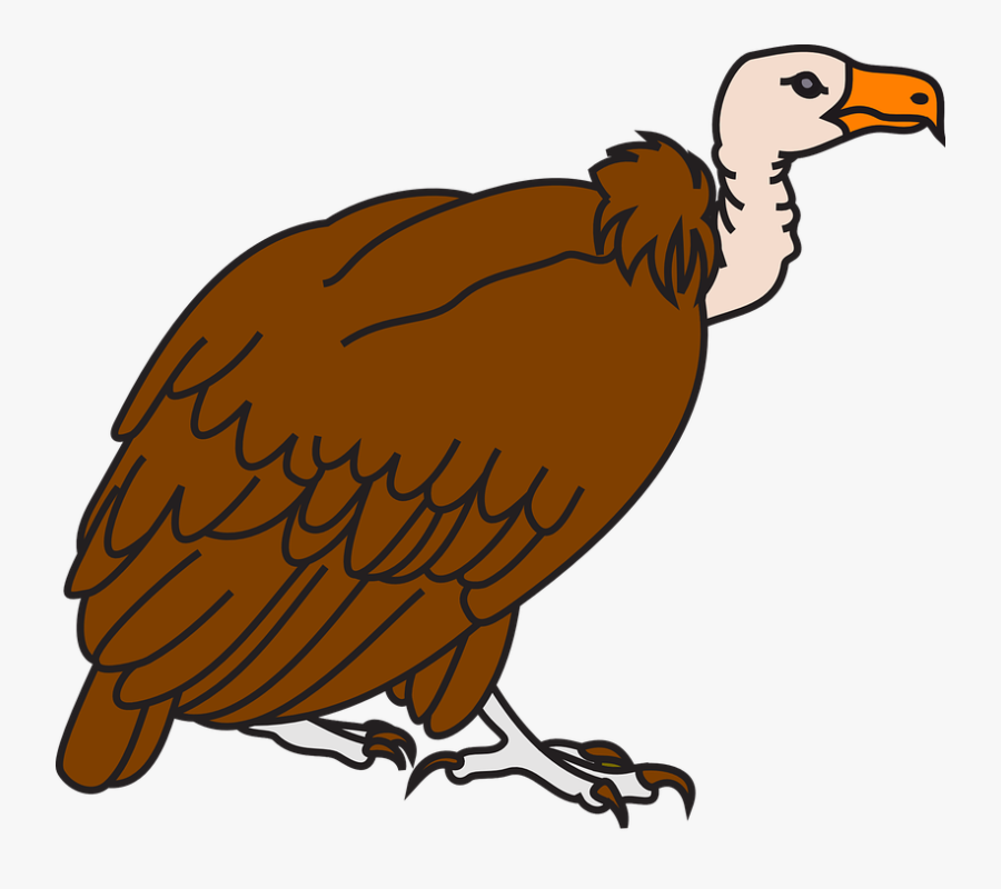 Bird Clipart Buzzard - Clipart Image Of Vulture, Transparent Clipart
