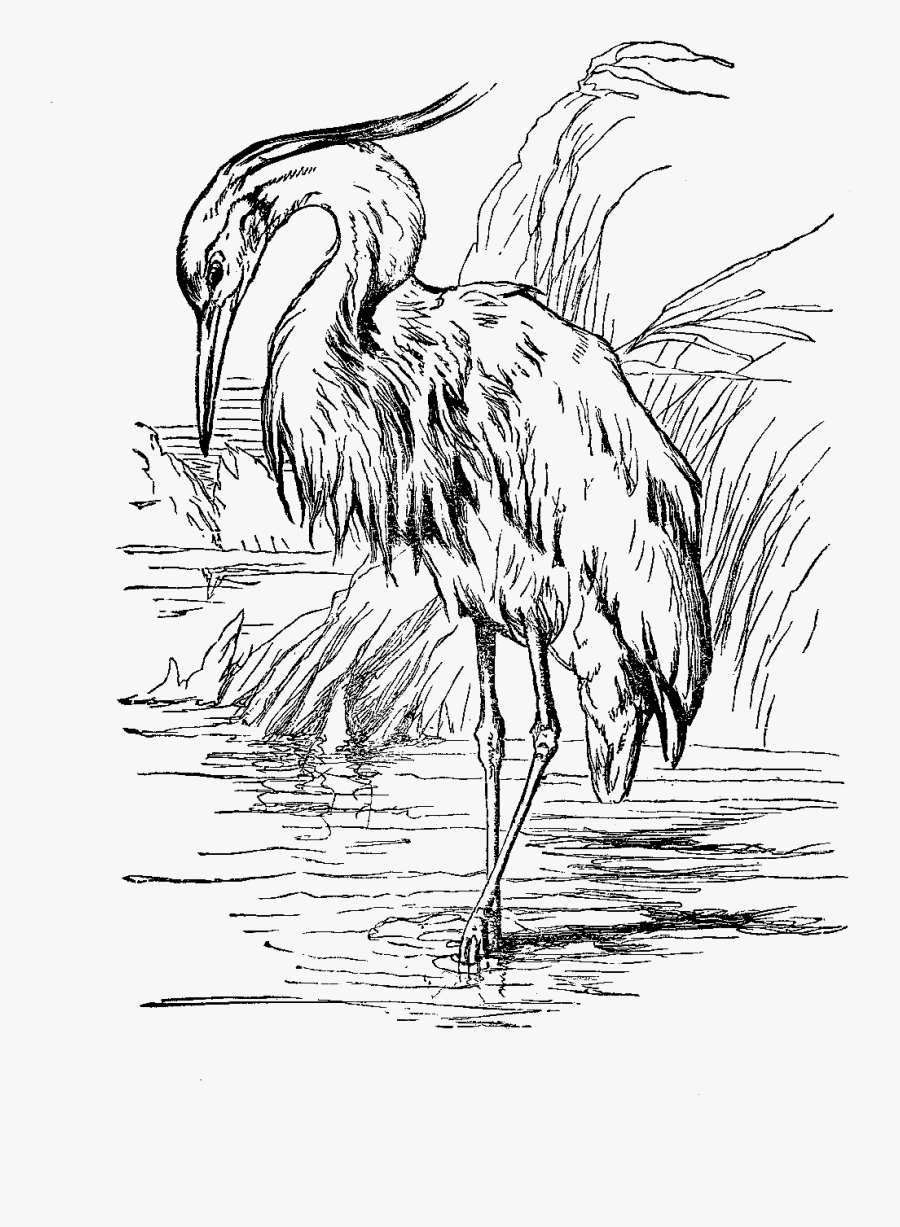 Transparent Crane Bird Clipart - Heron, Transparent Clipart