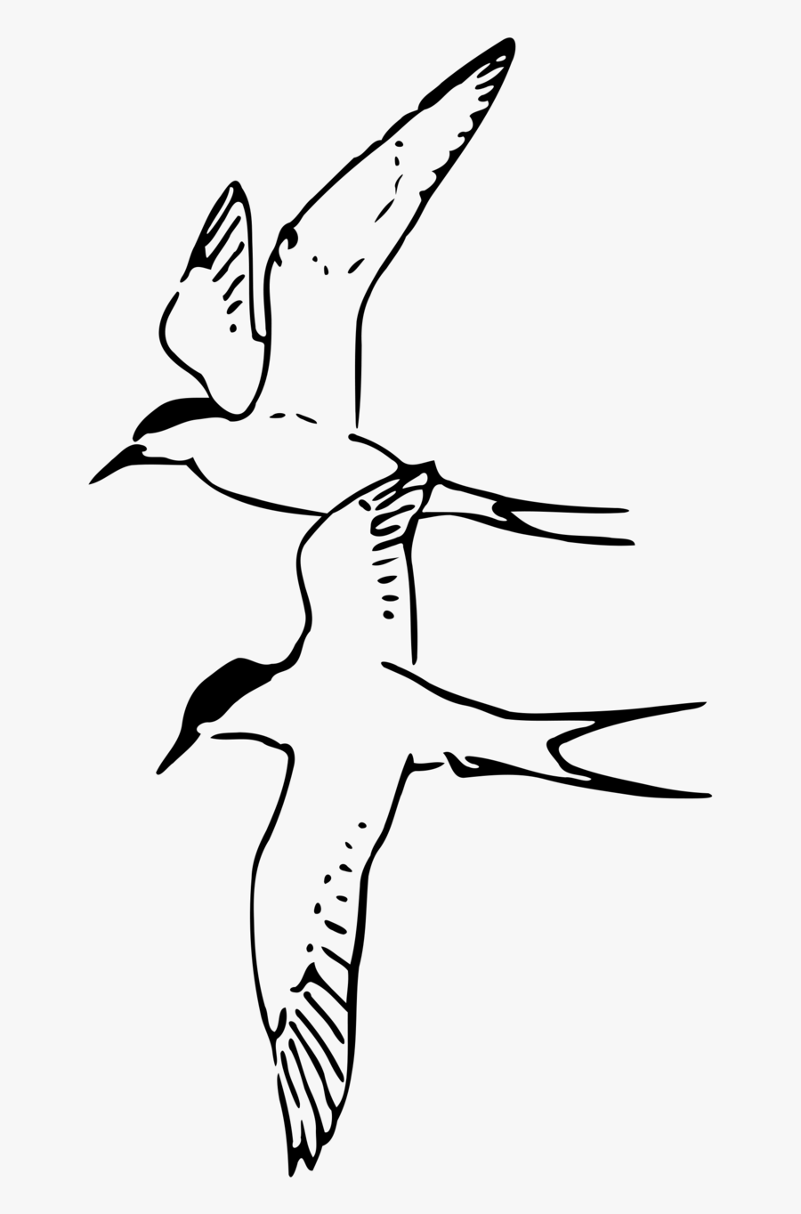 Free Stock Photo - Arctic Tern Black And White, Transparent Clipart