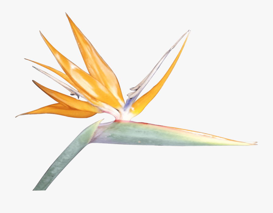 Bird Of Paradise Silhouette - Bird Of Paradise Clip Art, Transparent Clipart