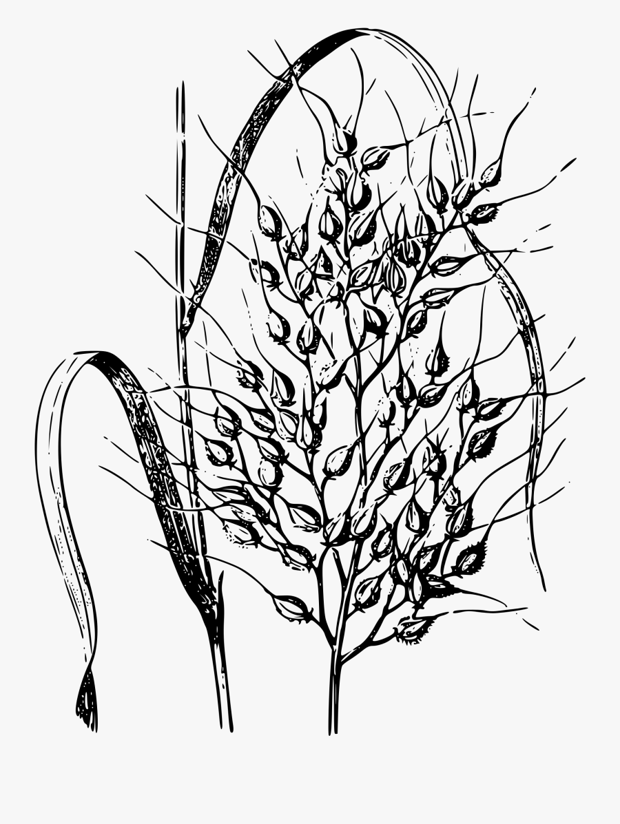 Picture Library Download Rice At Getdrawings Com - Rice Plant Drawing Png, Transparent Clipart