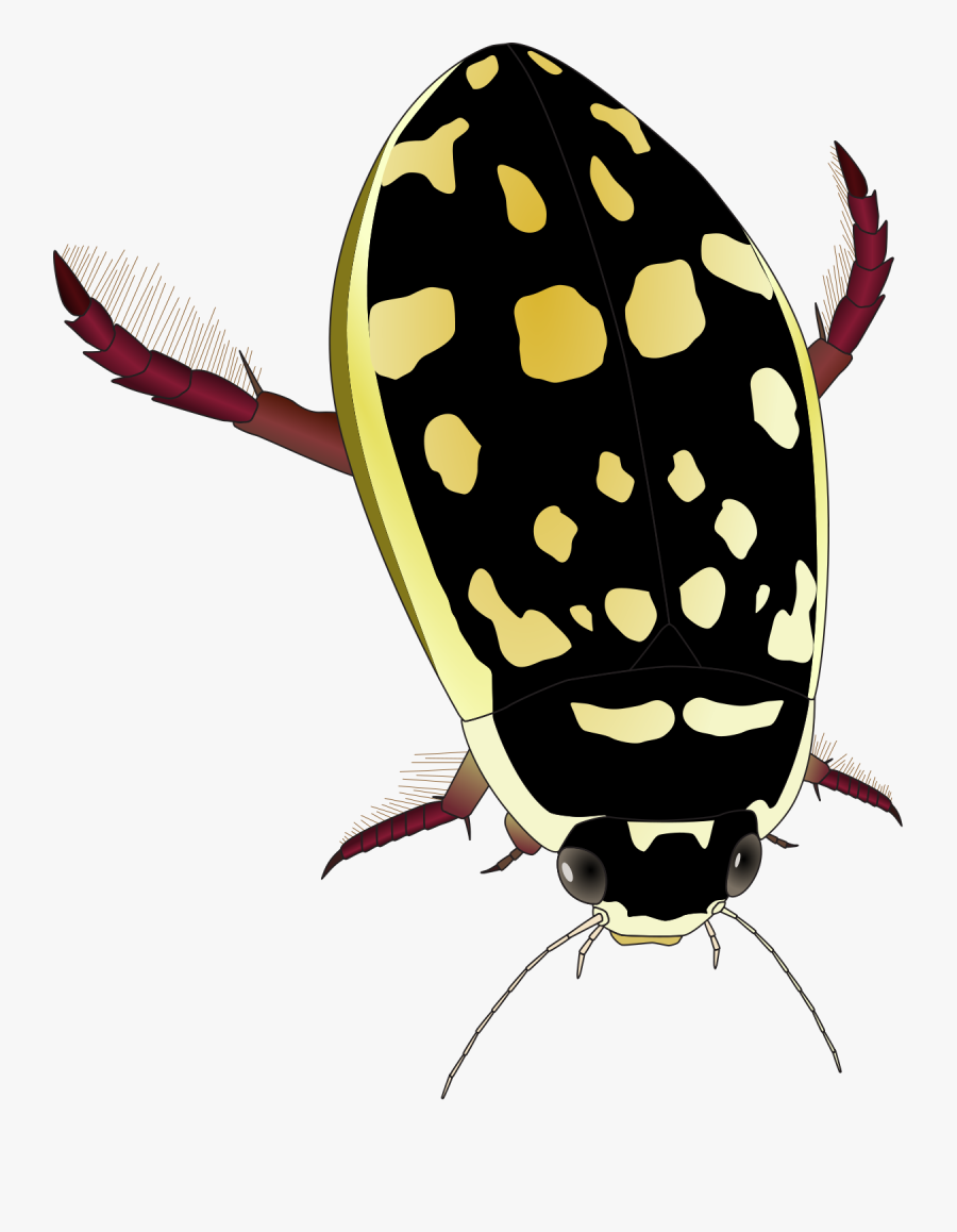 Beetles Clipart Strange - Water Beetles Clip Art, Transparent Clipart