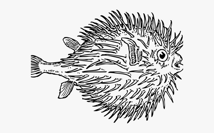 Blowfish Black And White, Transparent Clipart